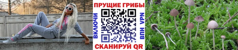 где продают   мега сайт  Псилоцибиновые грибы Cubensis  Кадников 